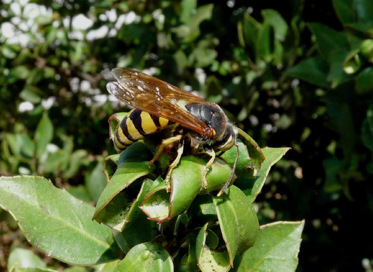 Stizus fasciatus M. e F (Crabronidae)